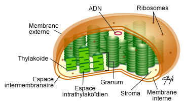 Structure du chloroplaste